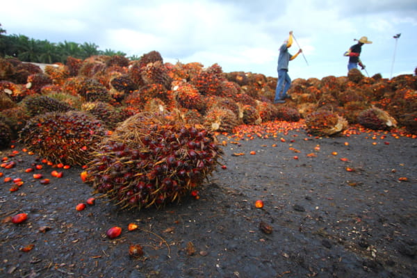 palm-oil