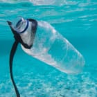 プラスチックを食べる細菌、世界中で出現。ごみ問題の救世主となるか