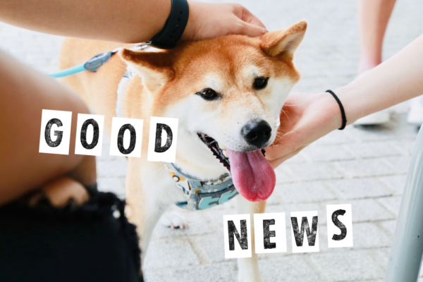 犬を撫でる