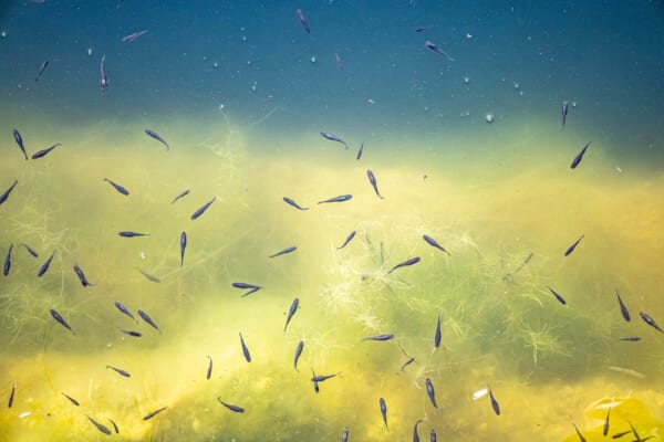 空から魚が降る