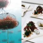 海藻は未来を救えるか？養殖藻場が拓く海のネイチャーポジティブの可能性