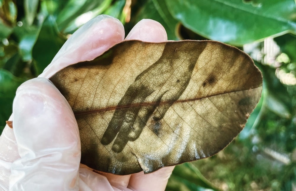 葉の上に“光で”写真を印刷。スローなプリント手法が写し出す、自然界の時間軸とは width=